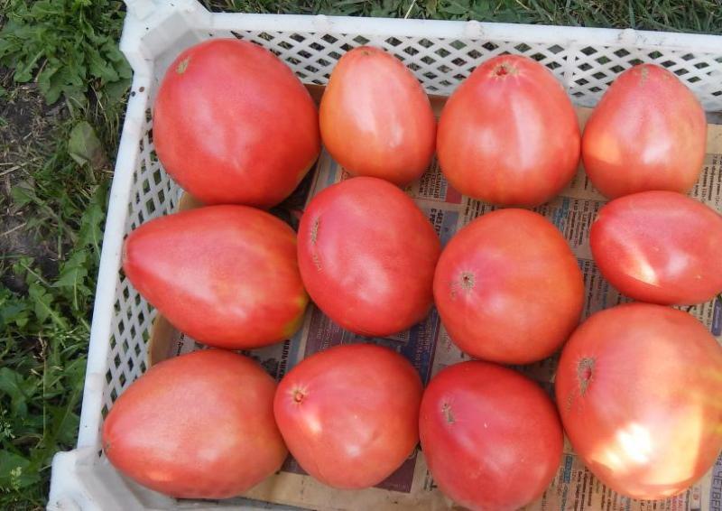 récolter le bec d'aigle de tomate