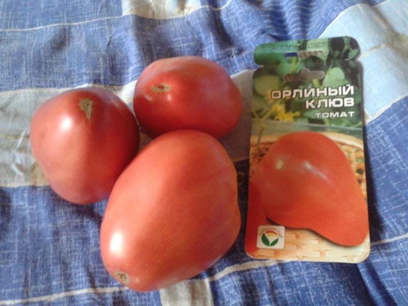 tomate bec d'aigle avis photo