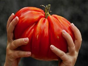énorme tomate