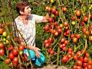 Tomate De Barao