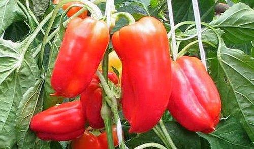 Variedad de pimiento Czardash