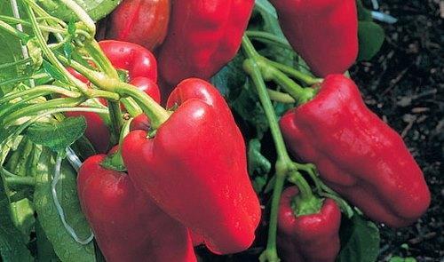 Variedad de pimiento Funtik