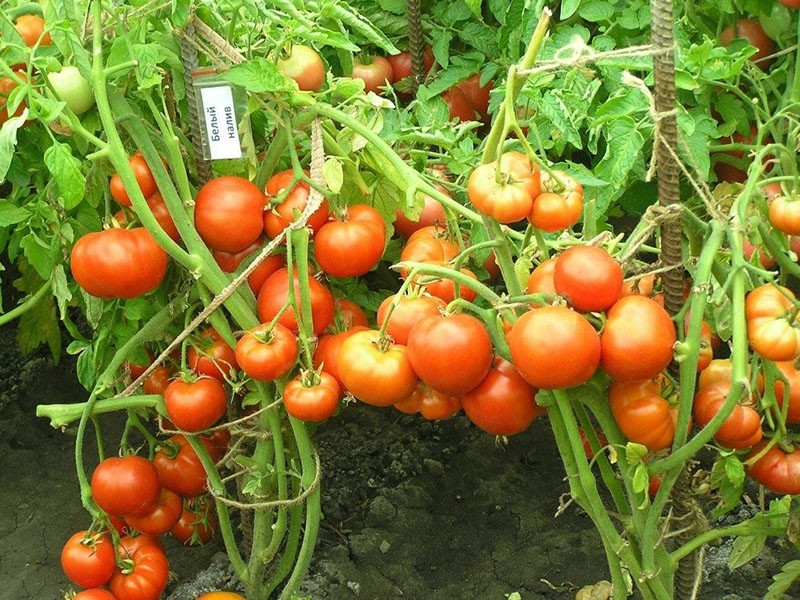 relleno blanco grado
