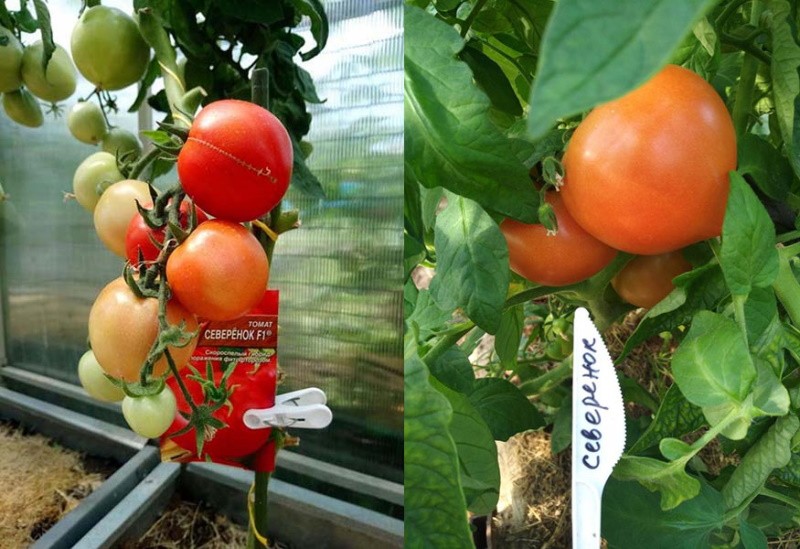 tomate severenok