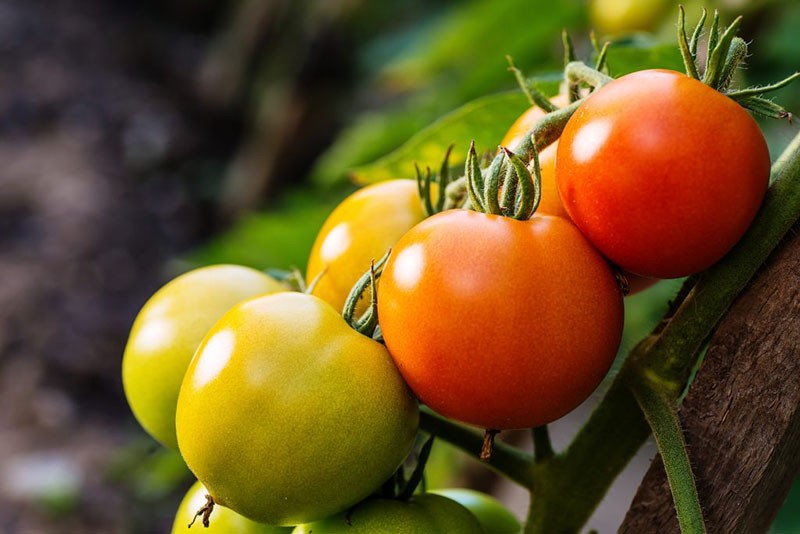 Variedad Yamal