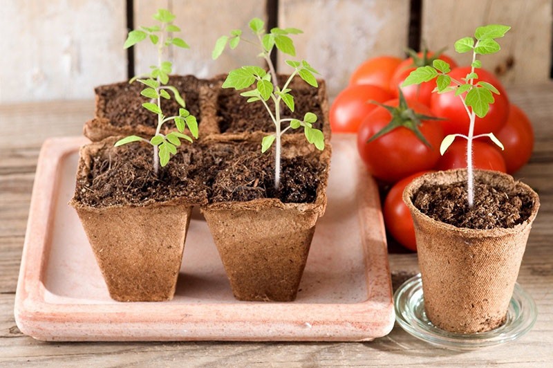 cultivo de plántulas