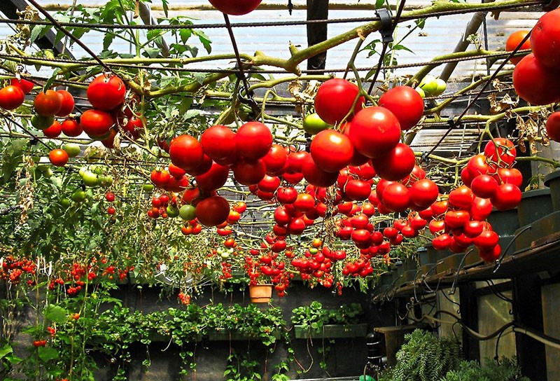 faire pousser des tomates en serre