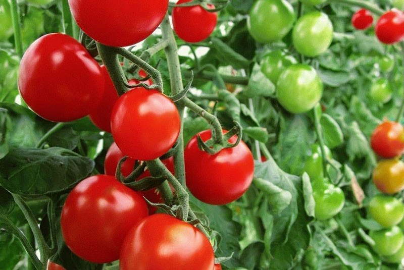 elegir variedades de tomate para la región de Leningrado