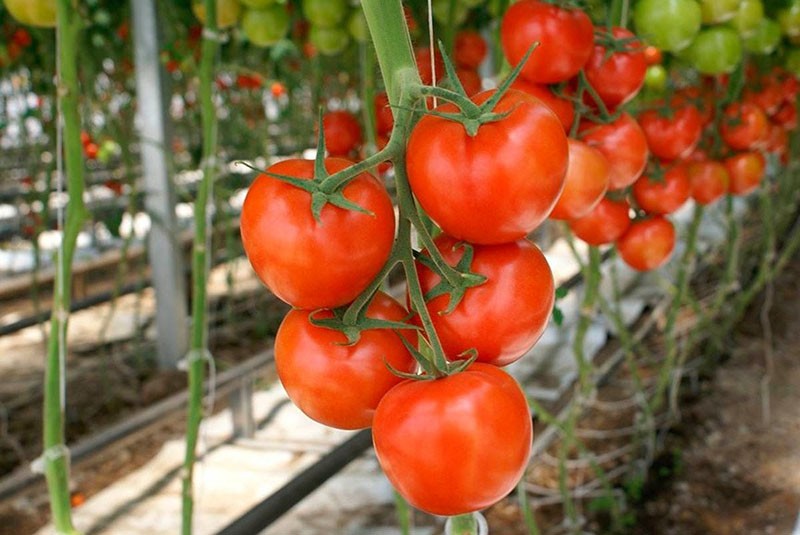 tomates para invernaderos e invernaderos