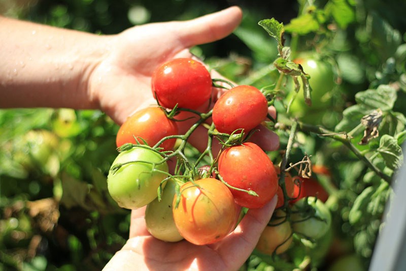 Variedad Sanka