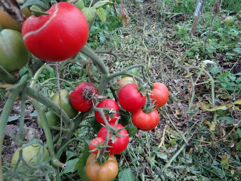 champiñón de tomate molido