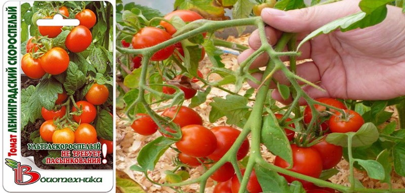 Tomate à maturation précoce de Leningrad