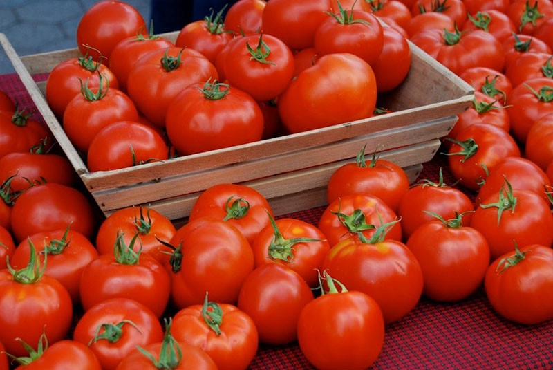 variétés de tomates en pleine terre