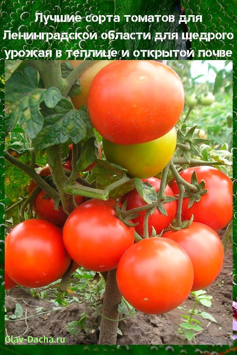 variétés de tomates pour la région de Léningrad
