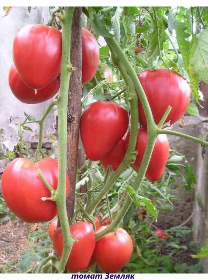 compatriote de la tomate