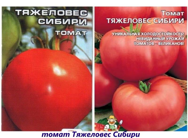 tomate de peso pesado siberia