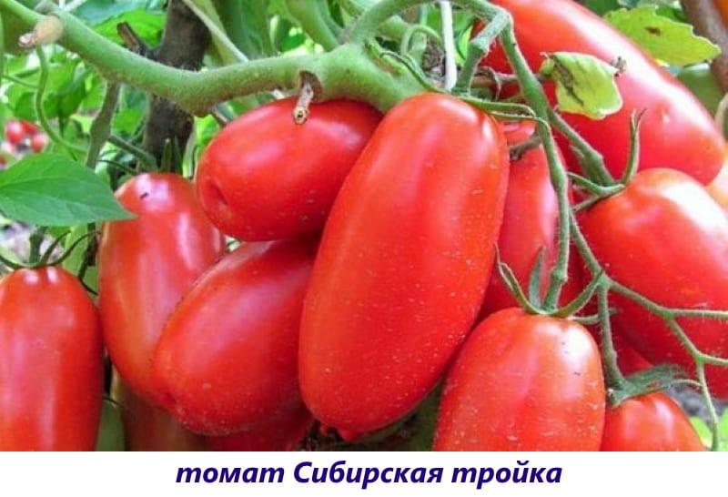 Tomate troïka sibérienne