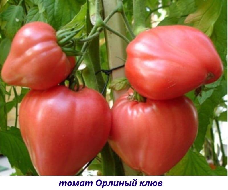 tomate bec d'aigle