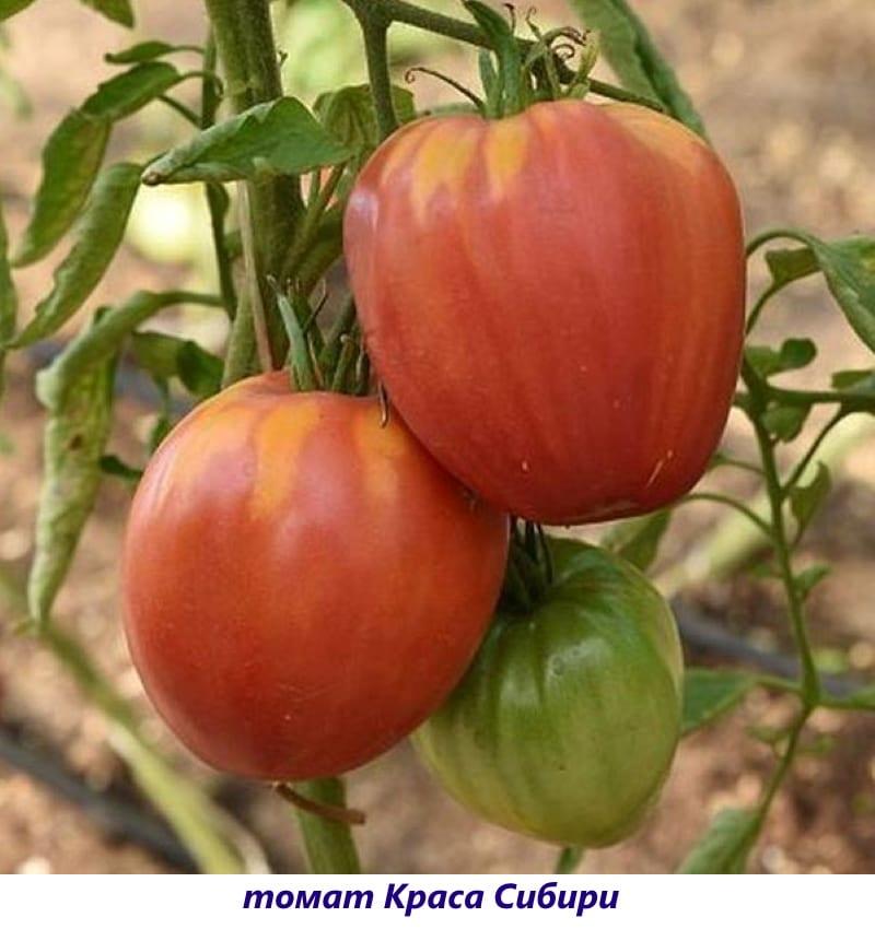 beauté de la tomate de sibérie