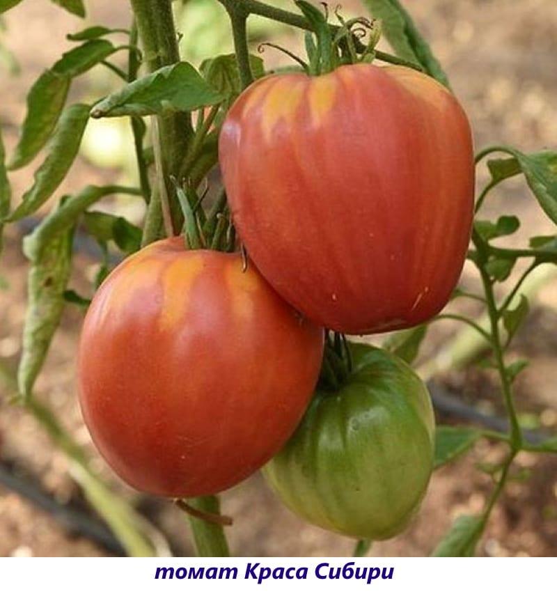 belleza de tomate de siberia