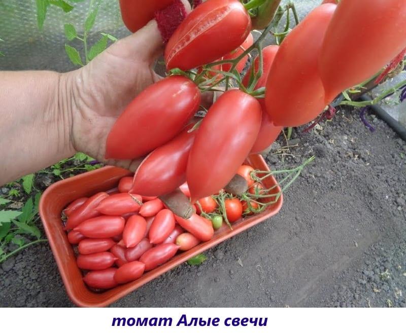 bougies écarlates à la tomate