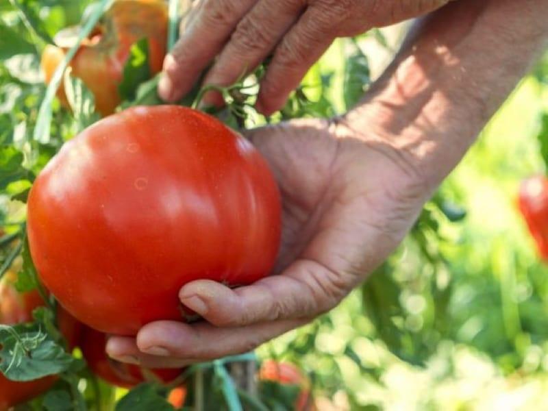 las mejores variedades de tomates para siberia