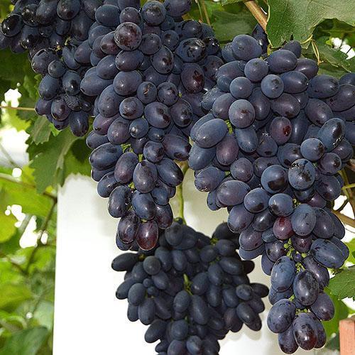 Uvas Codryanka