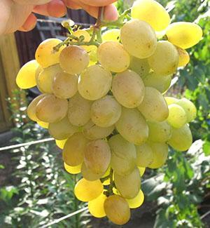 Uvas Galahad