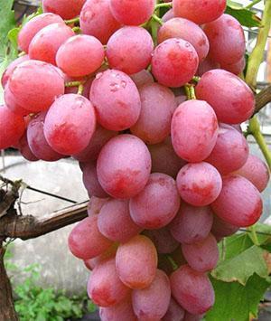 Uvas de Libia