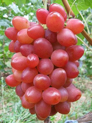 Uvas Sofia