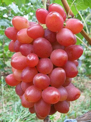 Uvas Sofia