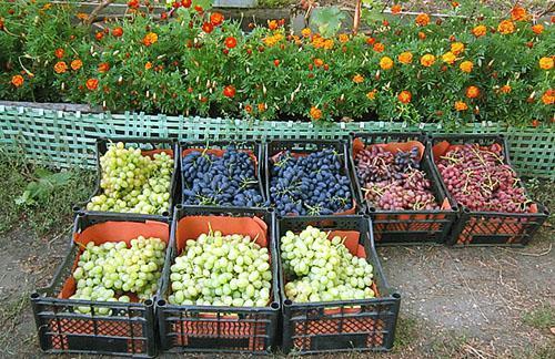 Uvas cosechadas para la venta