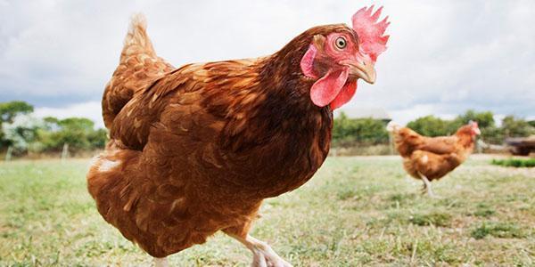 poulets dans le ménage