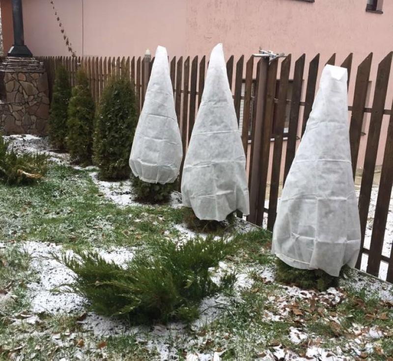 cuando cubrir thuja para el invierno