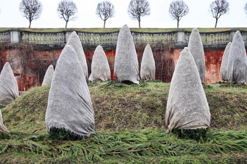 cómo cubrir thuja para el invierno