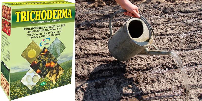renverser le sol avec une solution insecticide