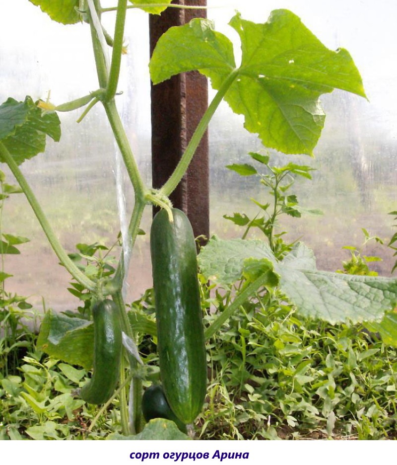 Variedad de pepino arina