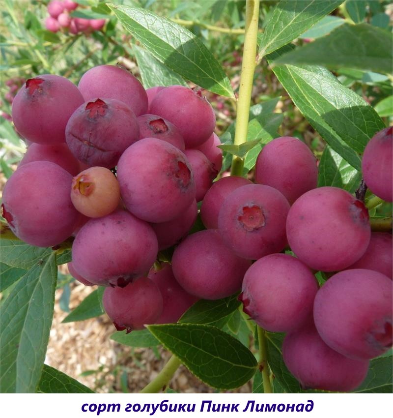 limonada rosa de arándanos