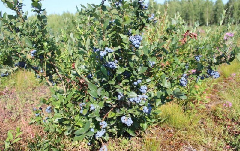 variétés de myrtilles pour la région de Leningrad