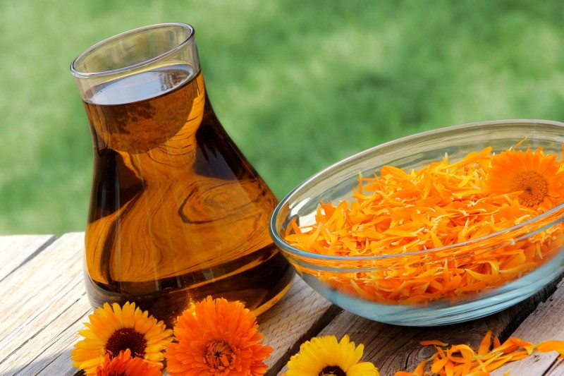 propriétés utiles du calendula