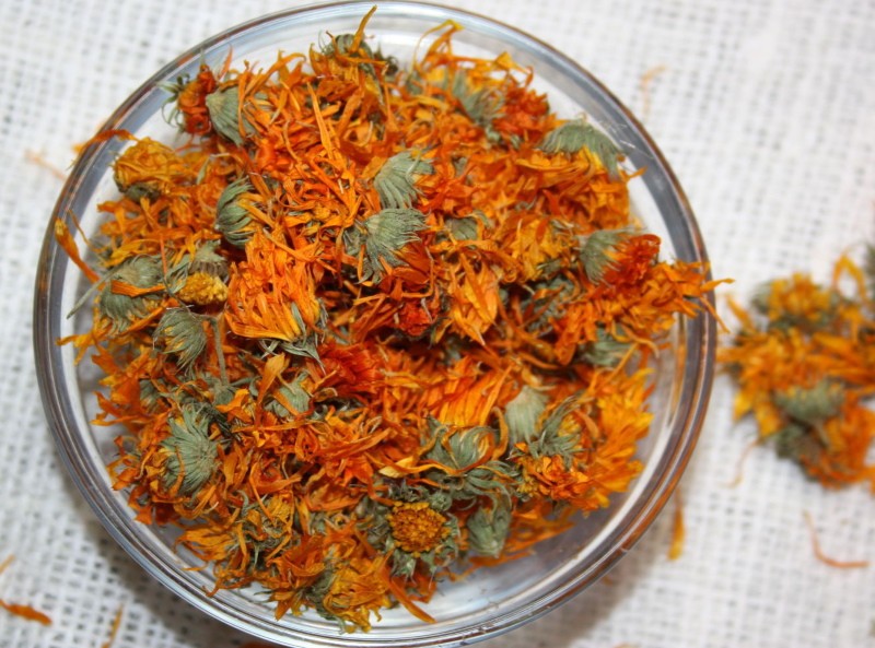 bienfaits et inconvénients du calendula des fleurs