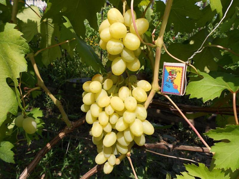 descripción de la variedad de uva lirio de los valles