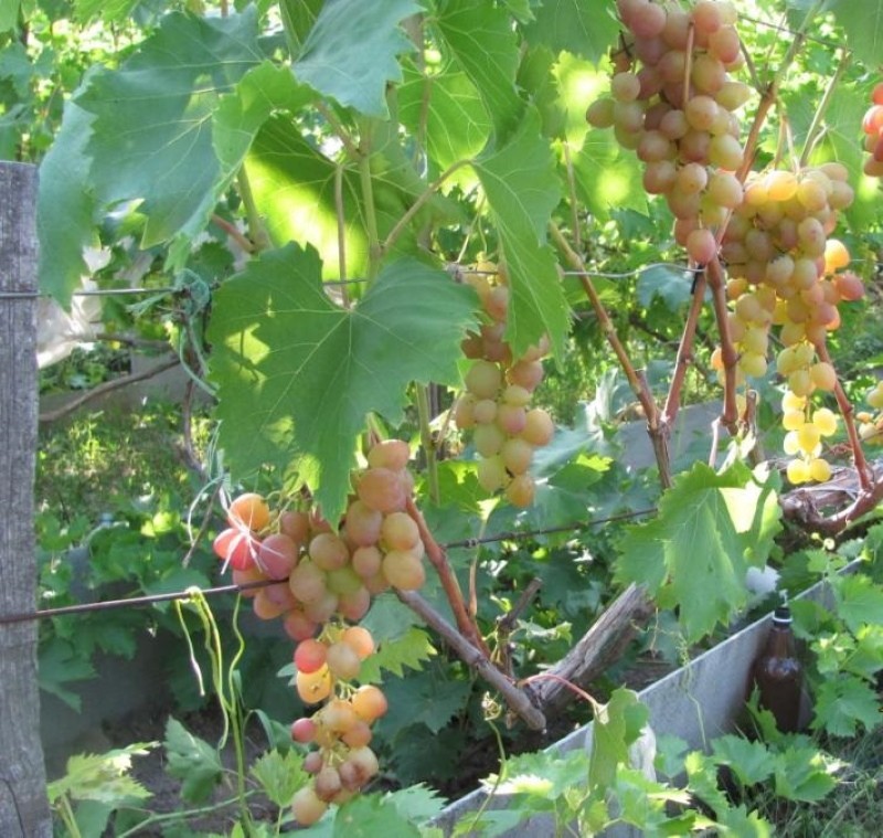 buisson de vigne pourpre