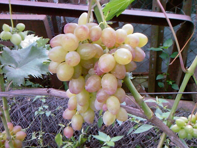 Descripción de la variedad de uva carmesí pros y contras