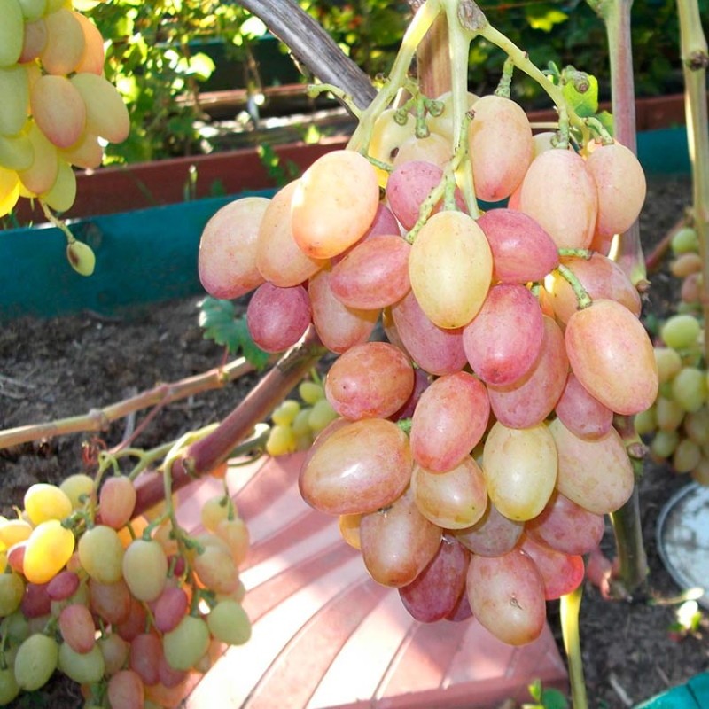 descripción de la variedad de uva carmesí