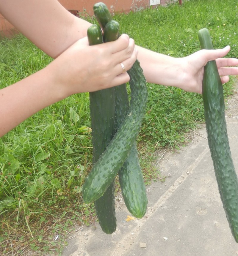 corriente esmeralda de la fruta del pepino