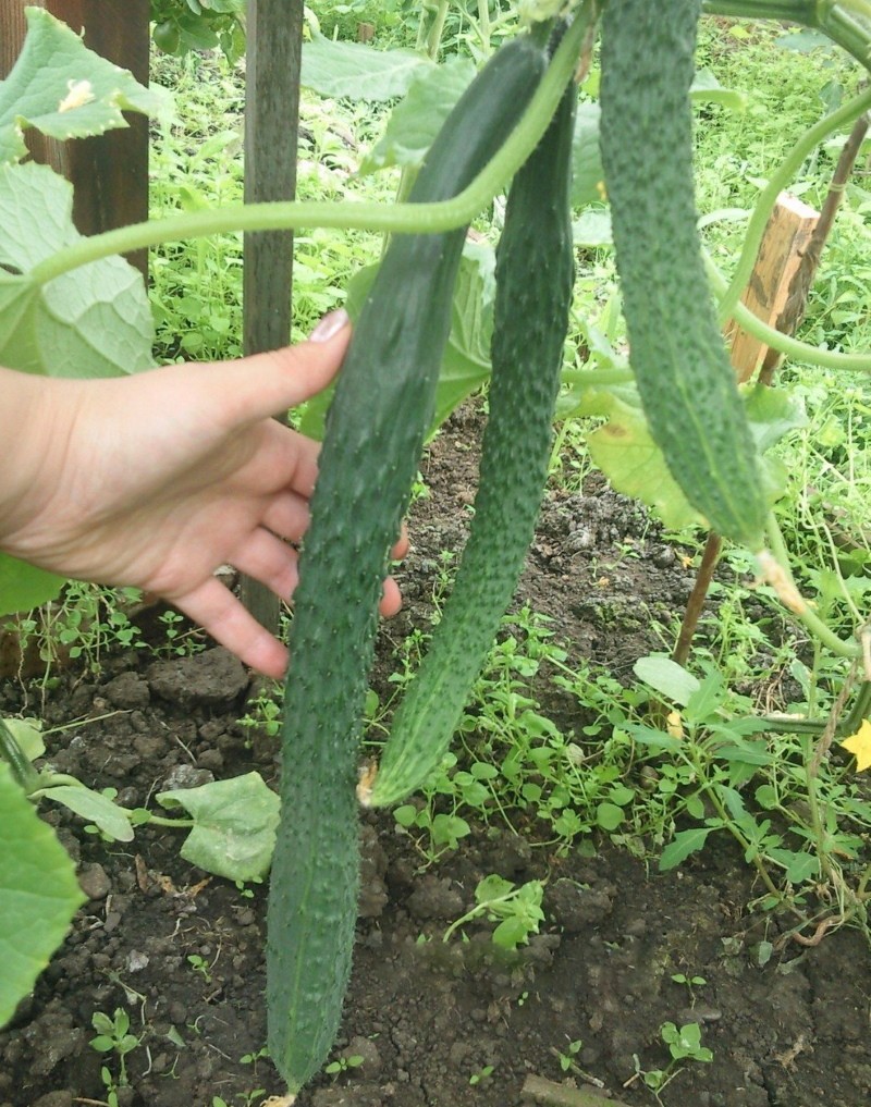 corriente de pepino esmeralda