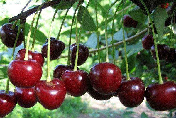 variedad de cereza Molodezhnaya