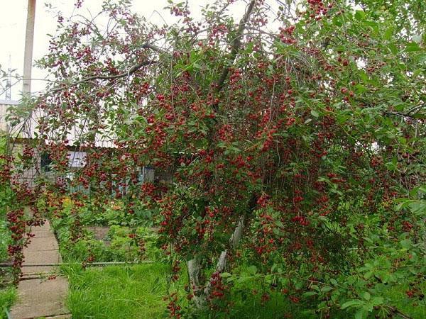 variedad de cereza Lyubskaya