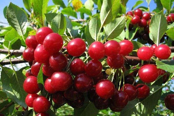 frutos de la variedad Lyubskaya
